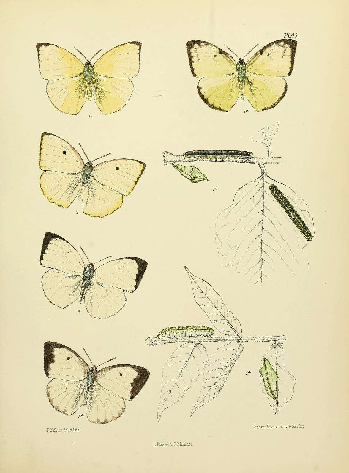 Image of Catopsilia pomona (Fabricius 1775)