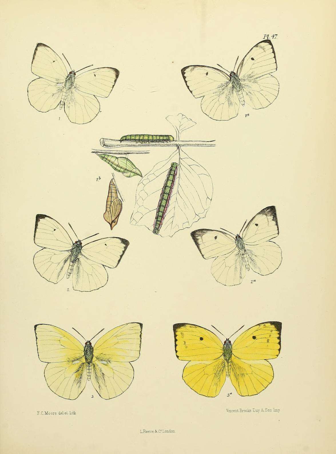 Image of Catopsilia pomona (Fabricius 1775)