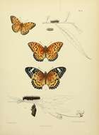 Image of Argynnis hyperbius