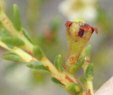 Image of Diosma prama I. Williams