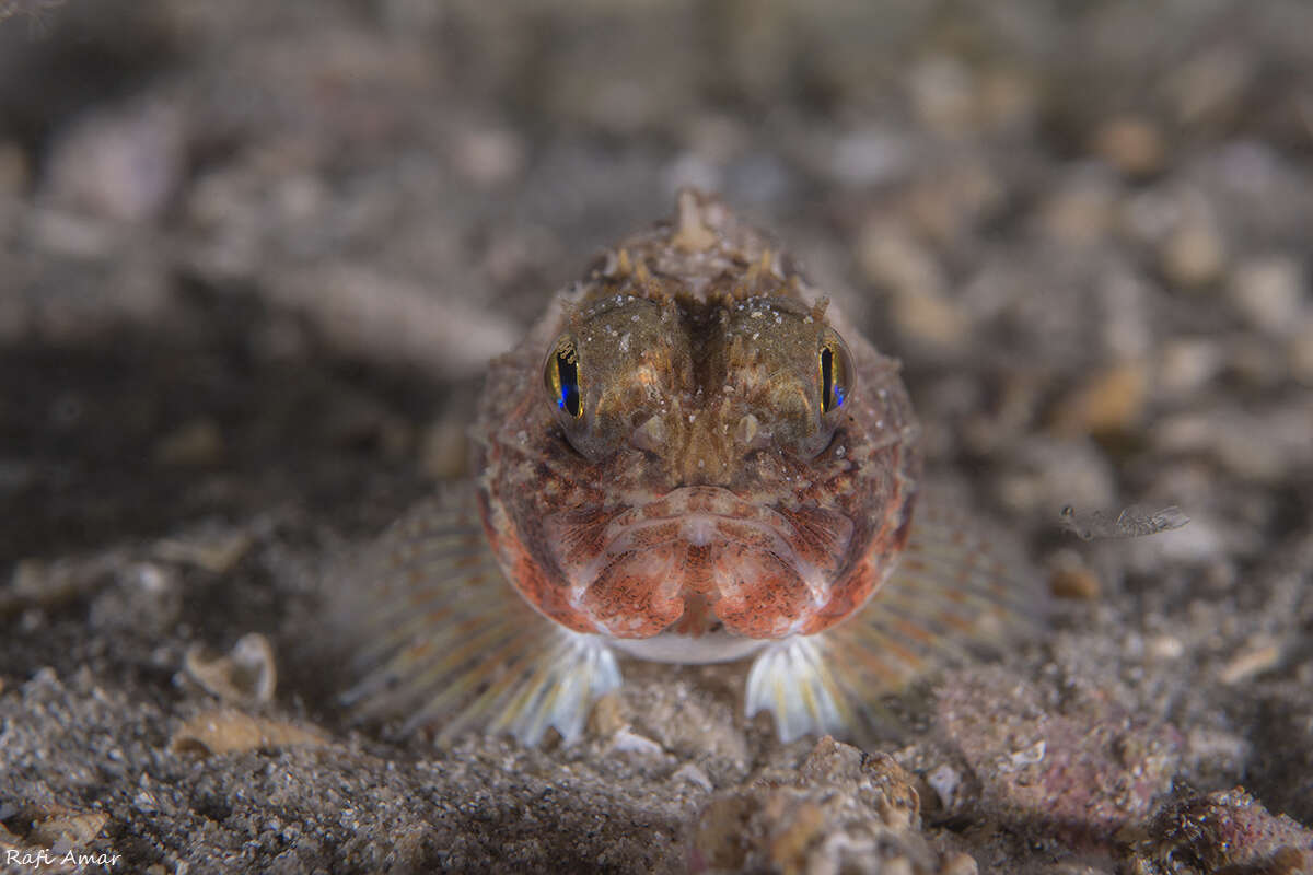 Слика од Maxillicosta scabriceps Whitley 1935