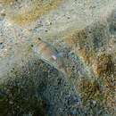 Image of Banded Toadfish