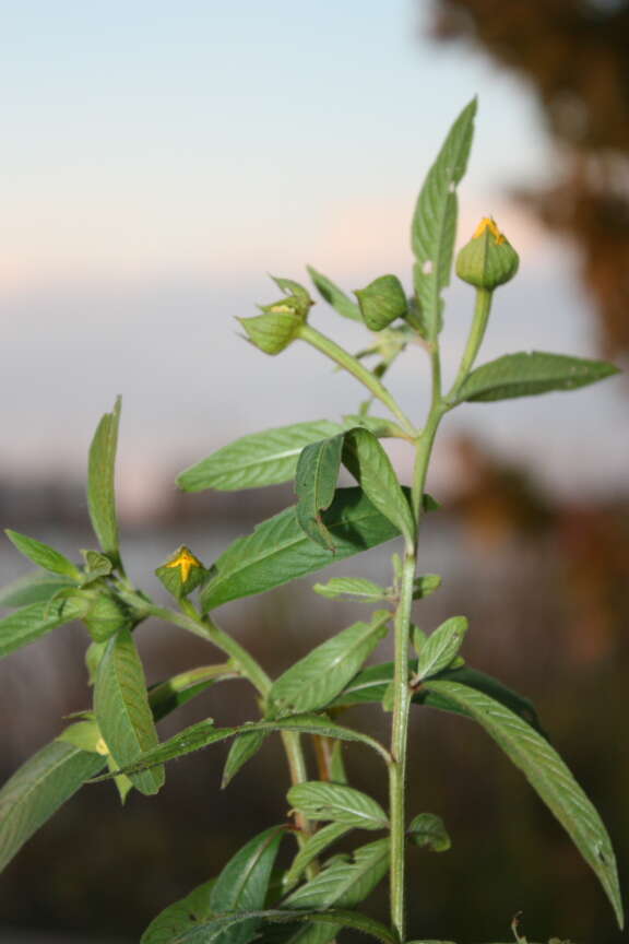 Plancia ëd Ludwigia peruviana (L.) Hara