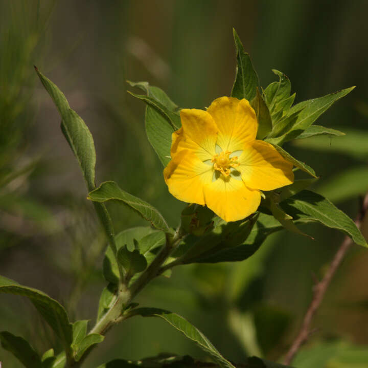 Plancia ëd Ludwigia peruviana (L.) Hara