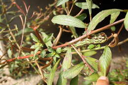 Image of Banded Sphinx