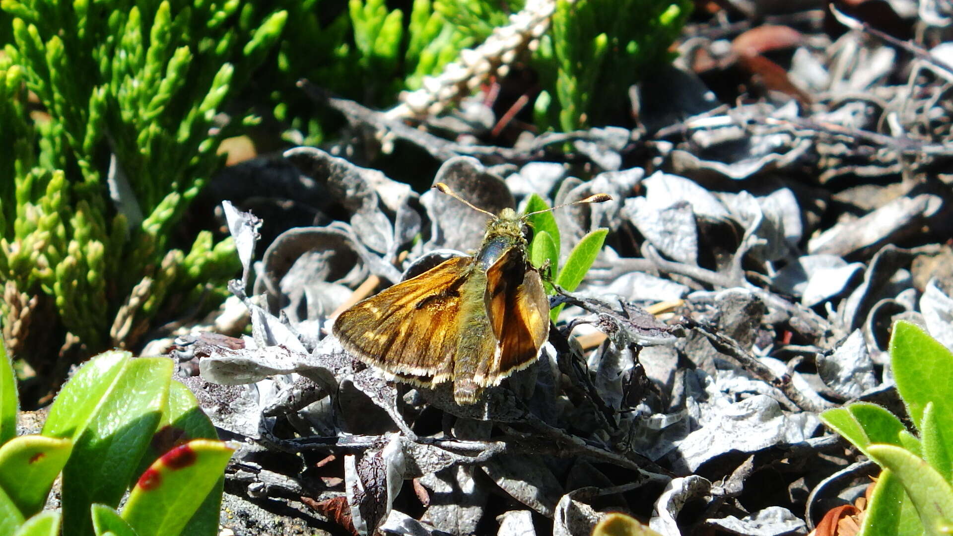 Слика од Hesperia comma manitoba Scudder 1874