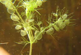 Image de Utricularia stellaris L. fil.