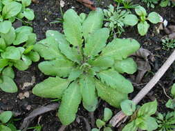 Image of Mouse-ear Cress