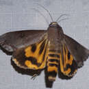 Image of Hypocala Moth