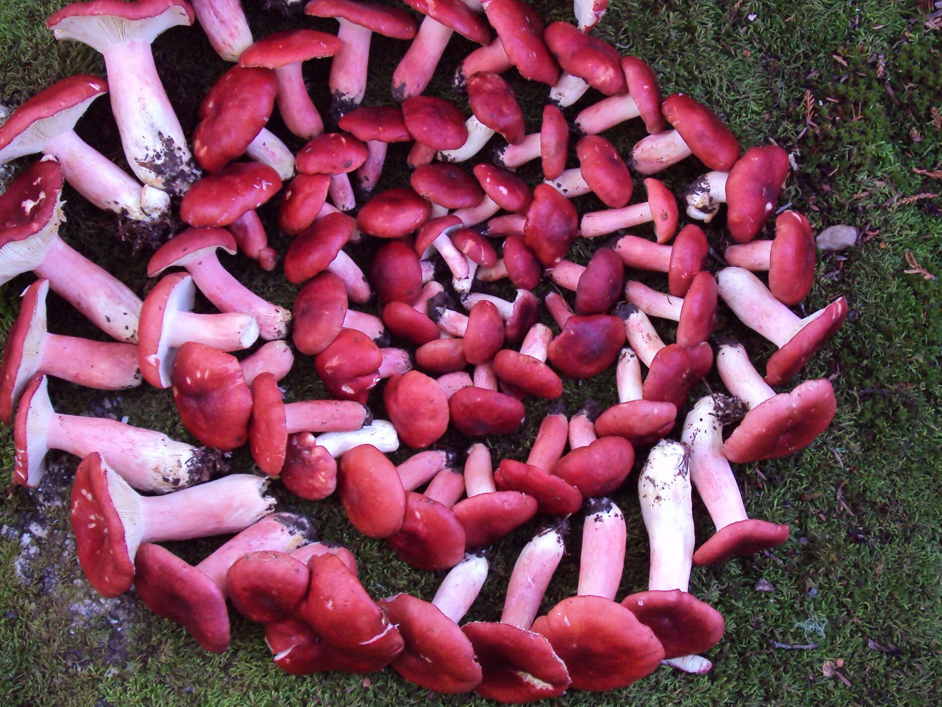 Image of Russula sanguinaria (Schumach.) Rauschert 1989