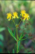 Sivun Hypericum adpressum W. C. P. Barton kuva