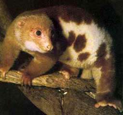 Image of brushtail possums and cuscuses