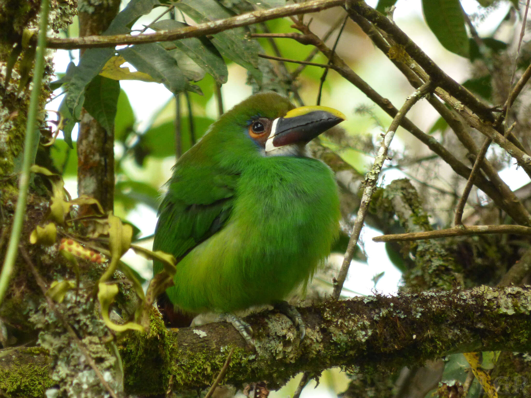 Imagem de Aulacorhynchus albivitta (Boissonneau 1840)