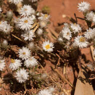 Image of Common White Sunray