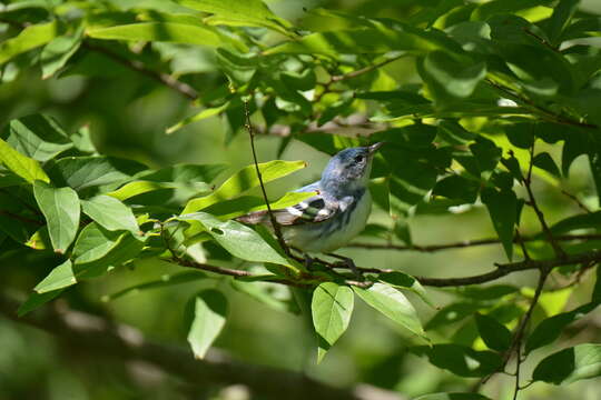 Image of Cerulean Warbler