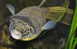 Image of Fresh Water Puffer Fish