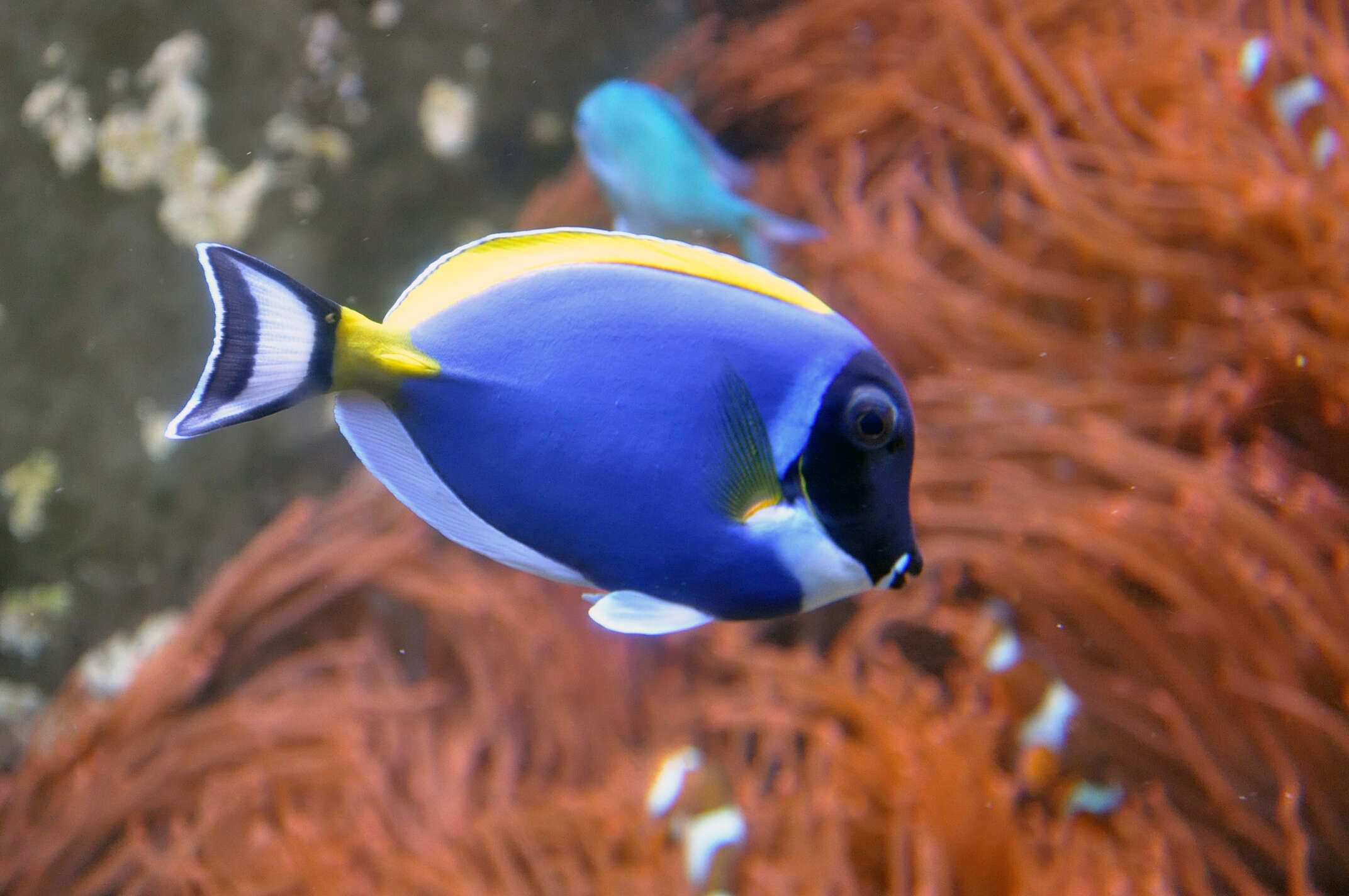 Image of Blue Surgeonfish