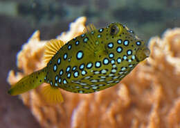 Image of Yellow boxfish