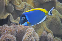 Image of Blue Surgeonfish