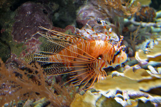 Image of Broadbarred firefish