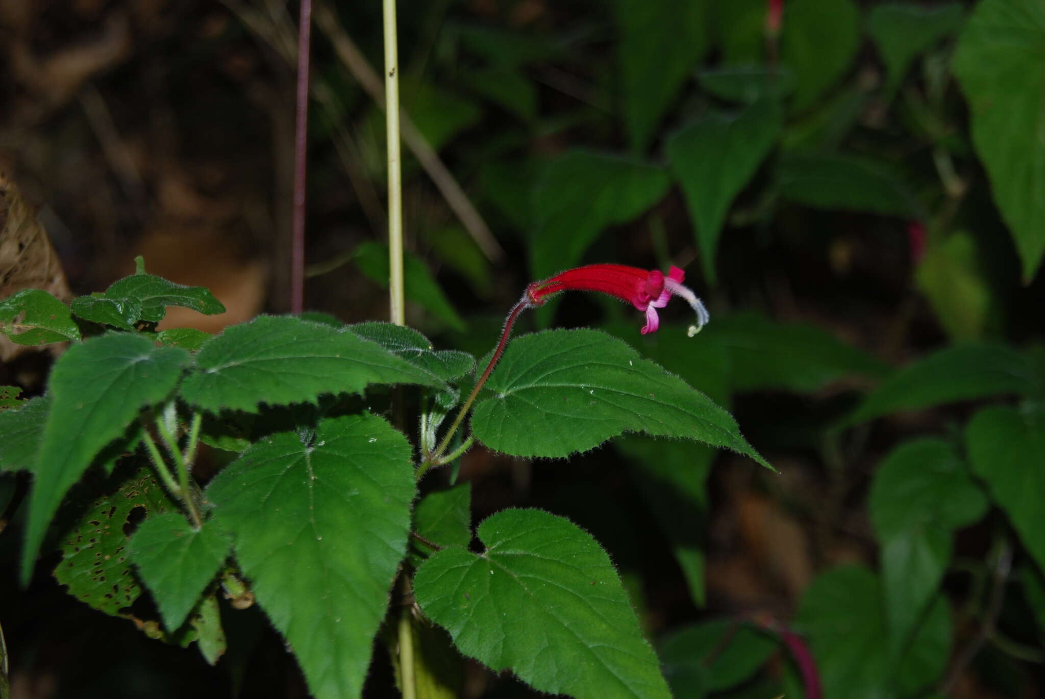 Imagem de Siphocampylus nematosepalus (Donn. Sm.) E. Wimm.