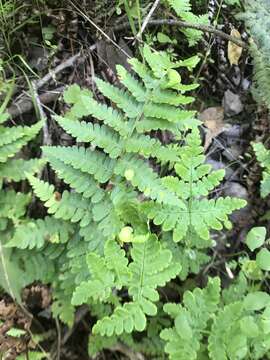 Image of Taphrina californica Mix 1938