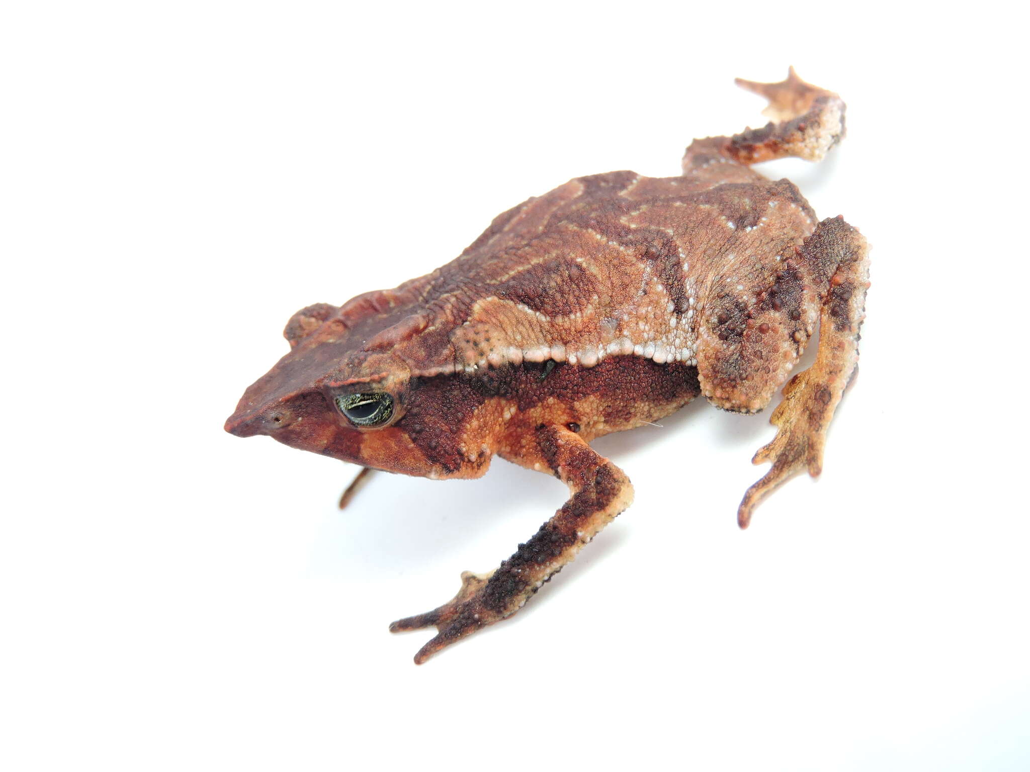 Image of Santa Rita beaked toad