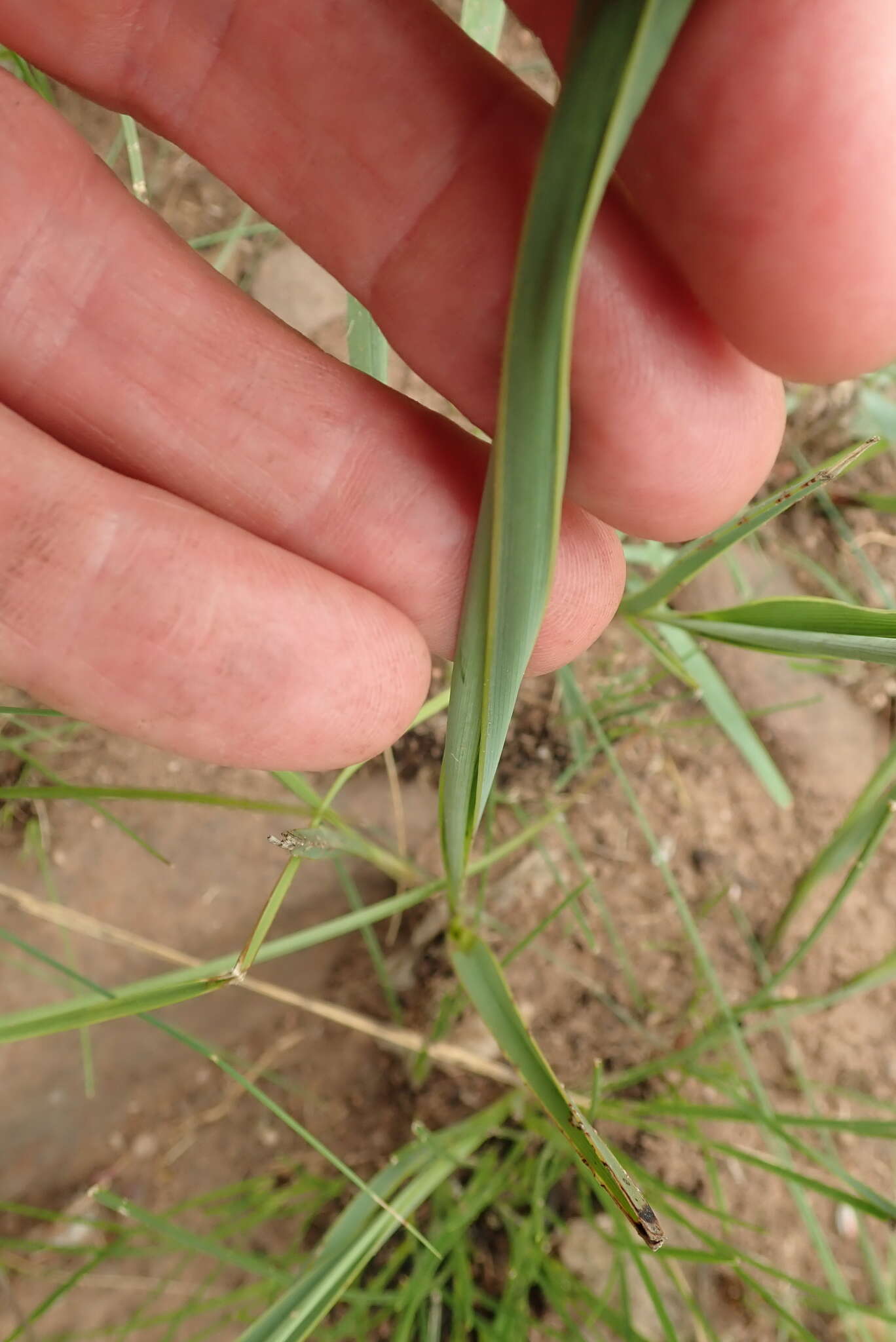 Plancia ëd Chlorophytum angulicaule (Baker) Kativu