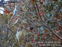 Image of Grevillea wickhamii subsp. aprica Mc Gill.