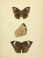 Слика од Discophora lepida Moore 1857