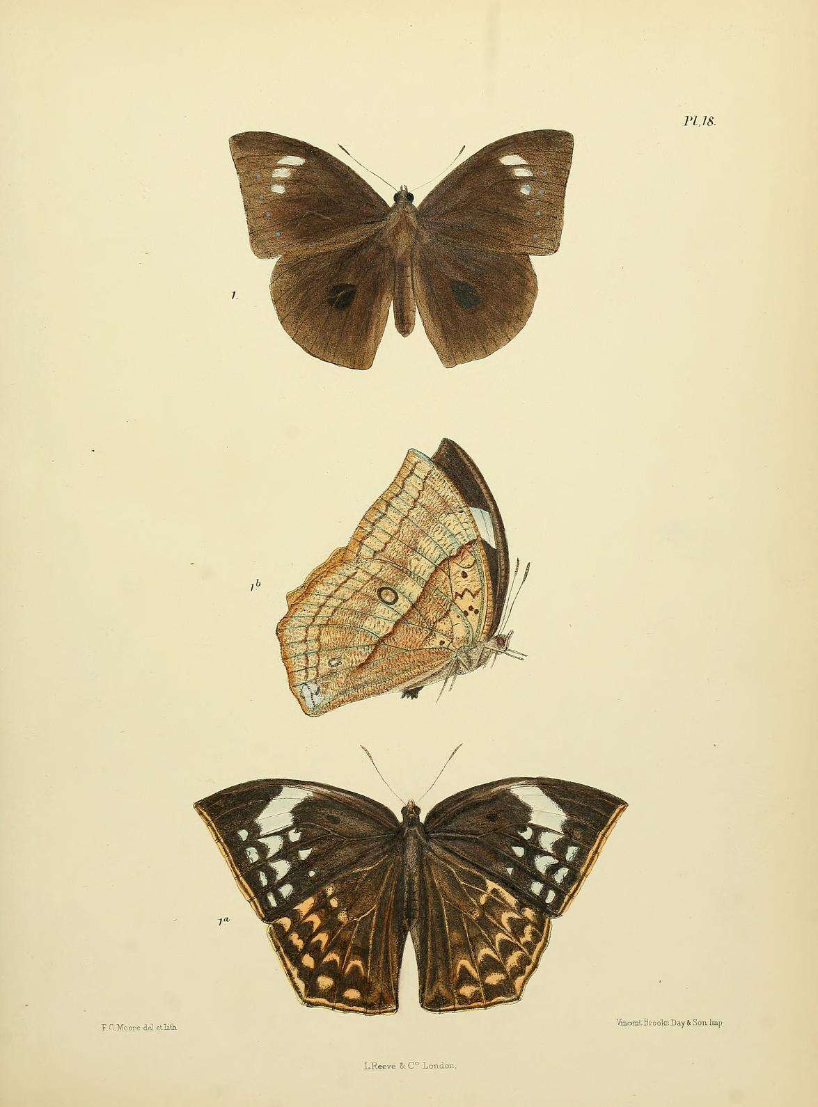 Imagem de Discophora lepida Moore 1857