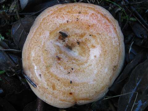 Image of Red Pine Mushroom