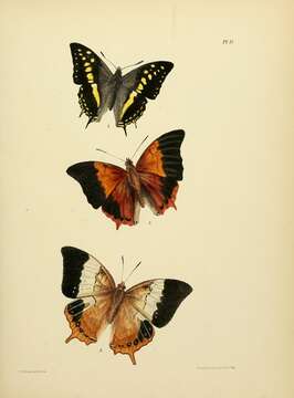 Image of Charaxes psaphon Westwood 1848