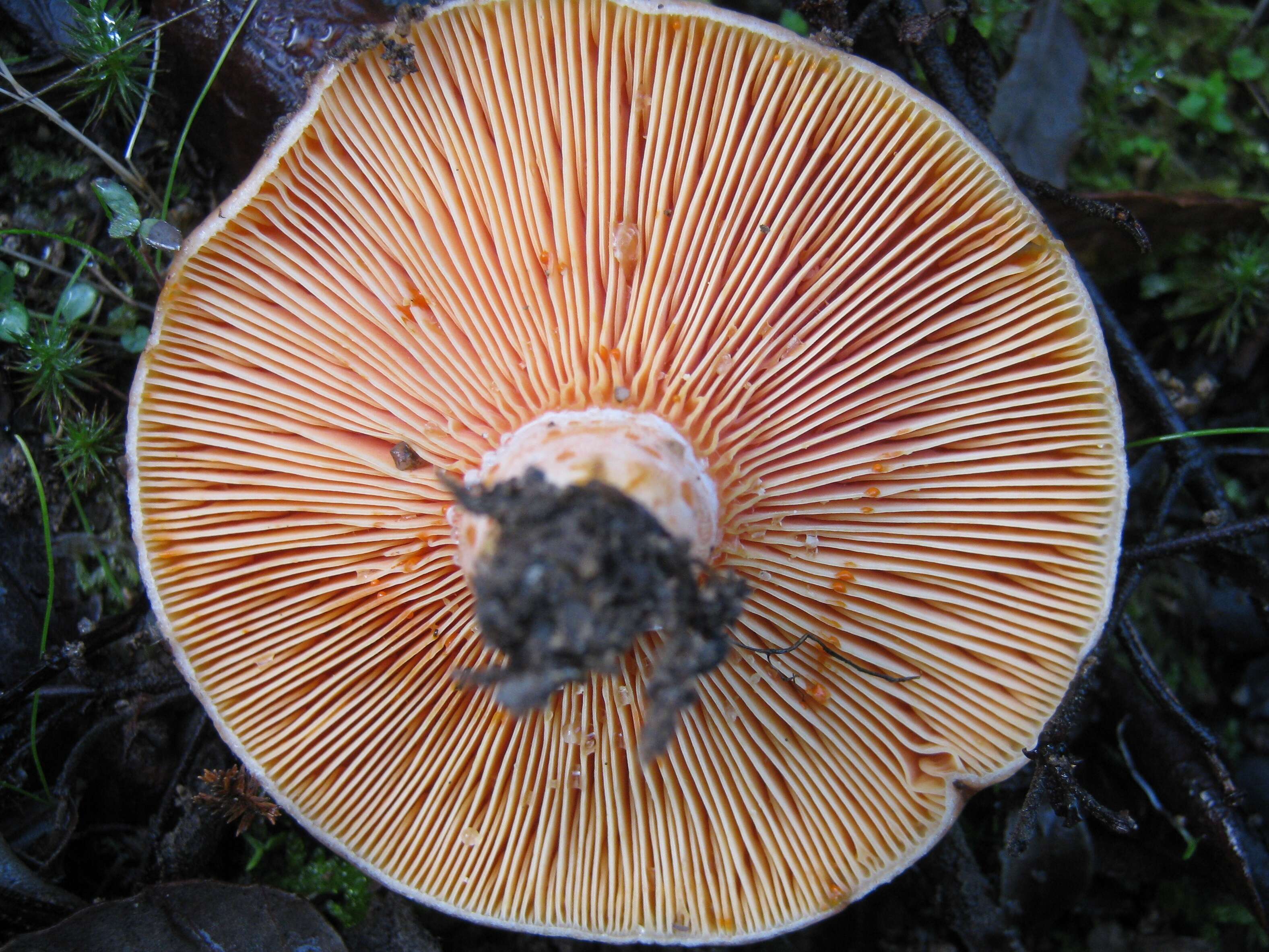 Image of Red Pine Mushroom