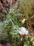 Plancia ëd Hofmeisteria crassifolia S. Wats.