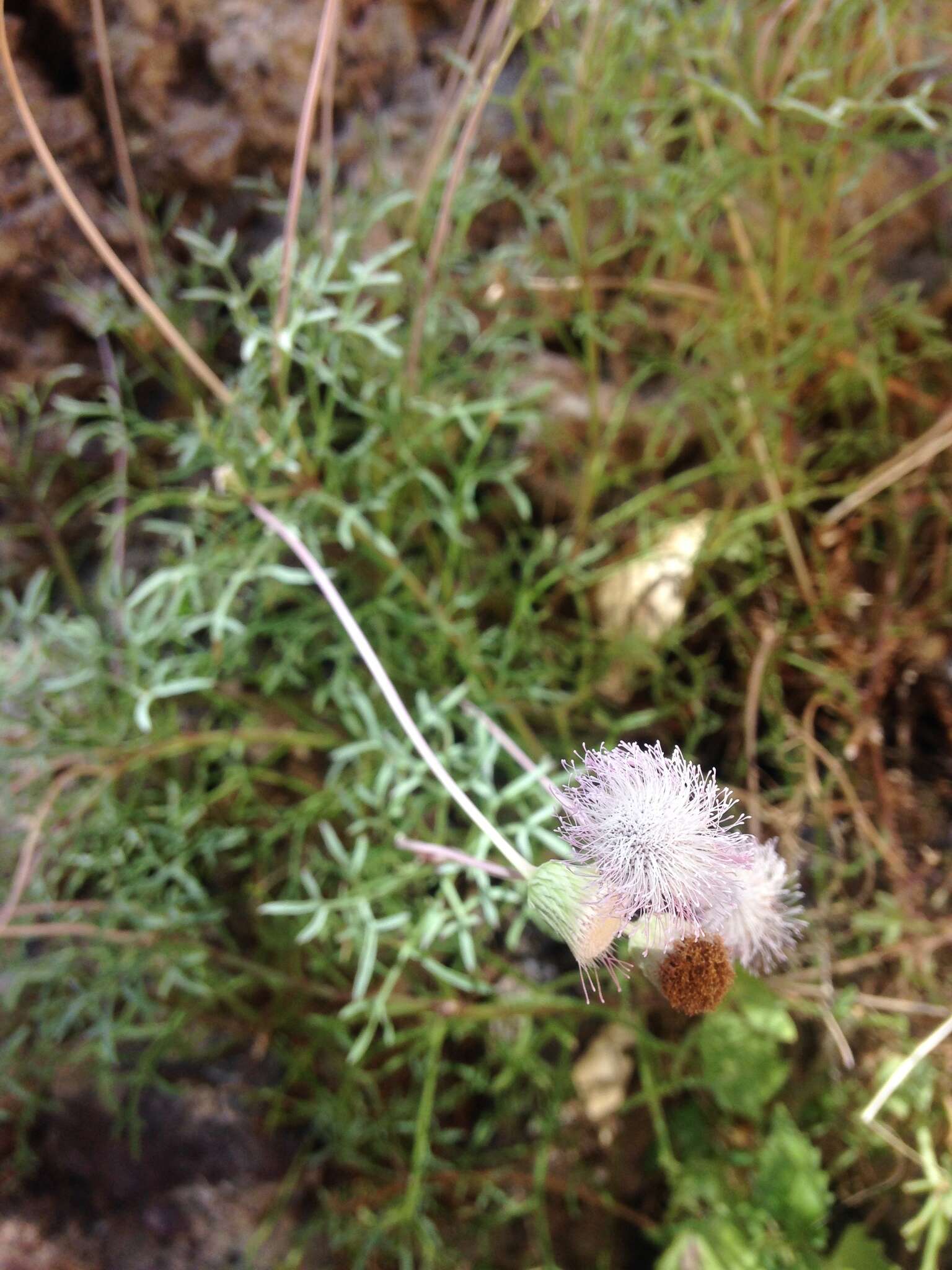 Plancia ëd Hofmeisteria crassifolia S. Wats.