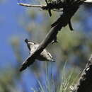 Image of Corsican Nuthatch