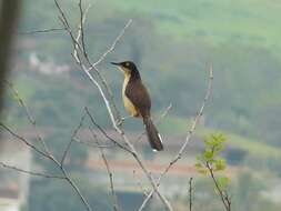 Donacobiidae resmi