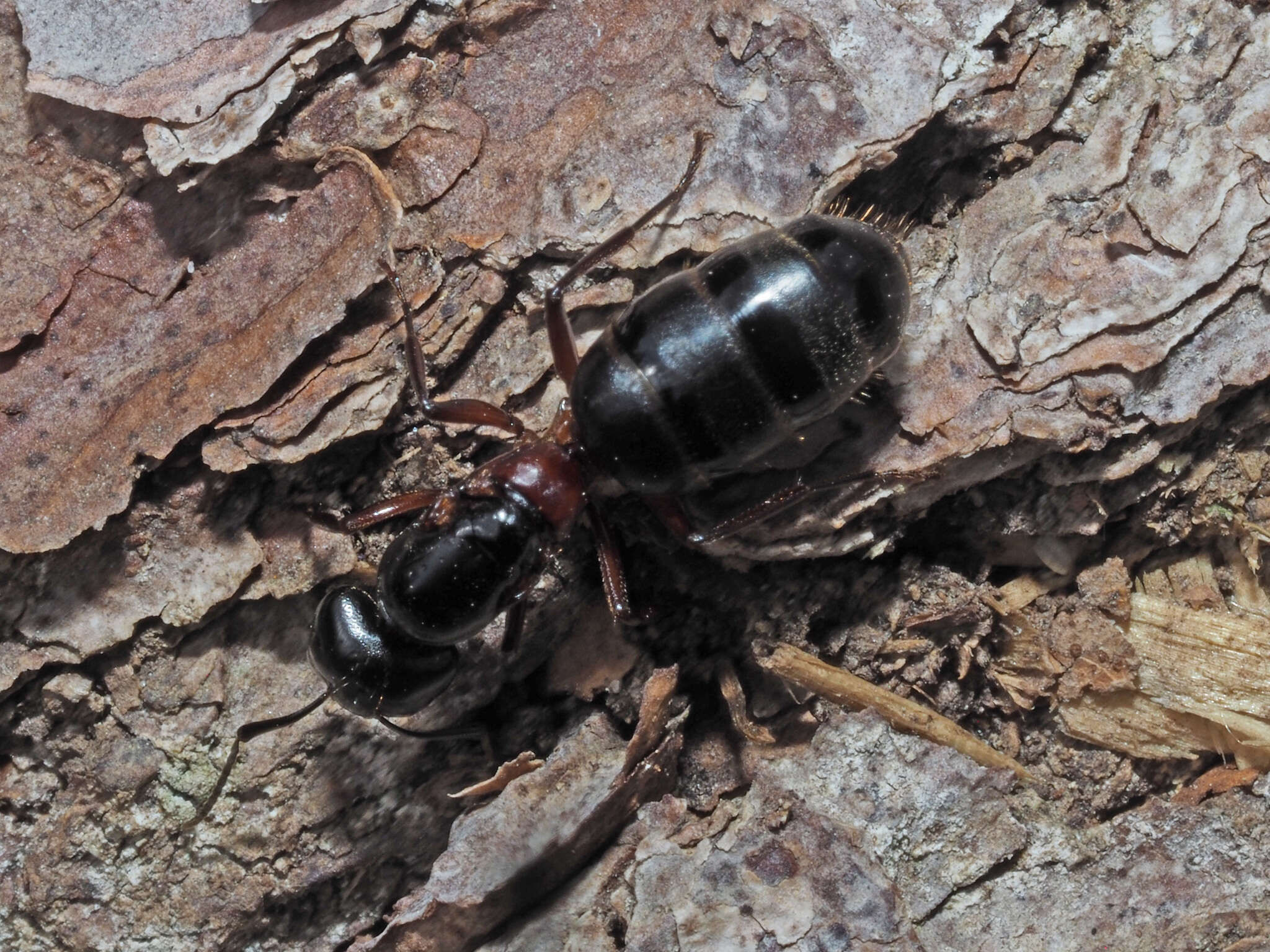 Слика од Camponotus ligniperdus (Latreille 1802)