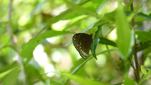 Image of Euploea sylvester Fabricius 1793