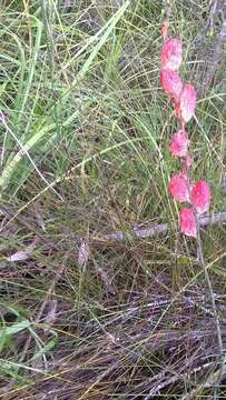 Image de Tritoniopsis caffra (N. E. Br.) Goldblatt & J. C. Manning