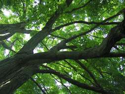 Image of sugar maple