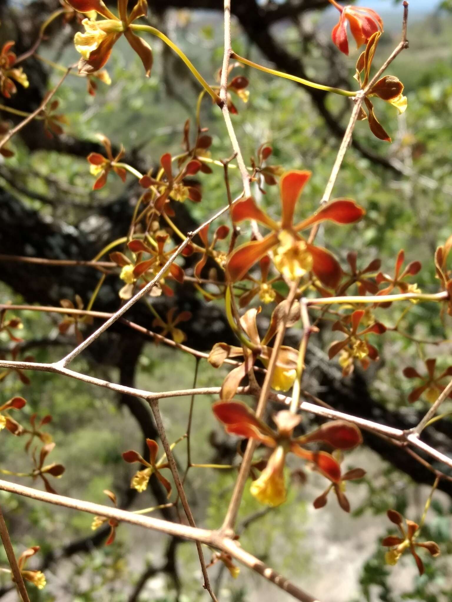 Image de Encyclia calderoniae Soto Arenas