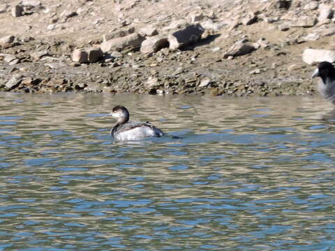 Image of Podiceps Latham 1787