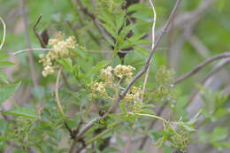 Image of Sambucus williamsii Hance