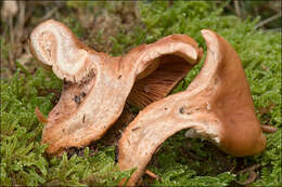 Imagem de Lactarius fulvissimus Romagn. 1954