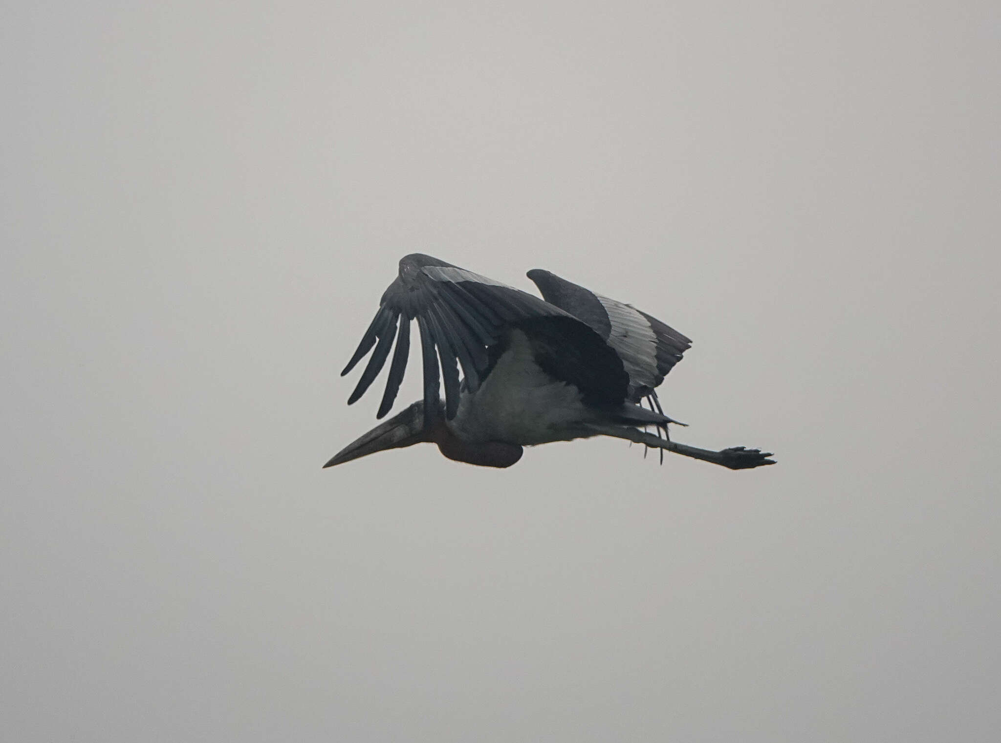 Image of Greater Adjutant