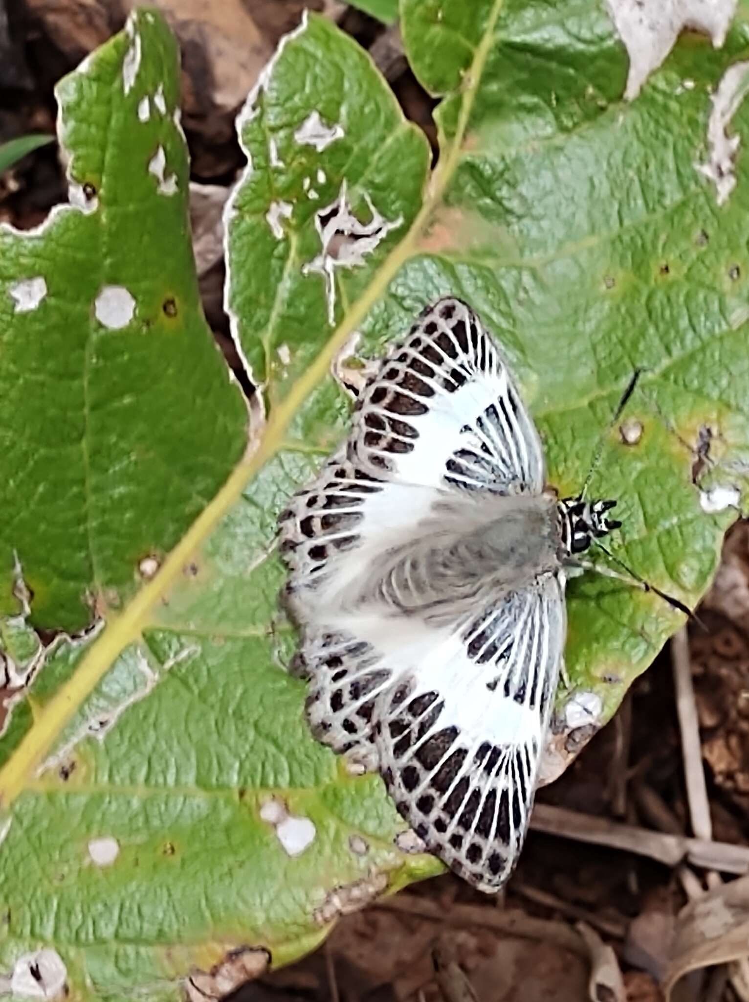 Sophista latifasciata Spitz 1930 resmi