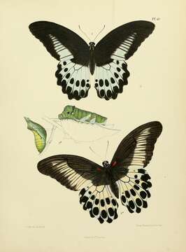 Image of Blue Mormon