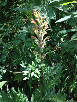 Image of Giant Lousewort